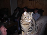 Einari kass on Garfieldi moodi, räägitakse, et mitte ainult välimuselt.