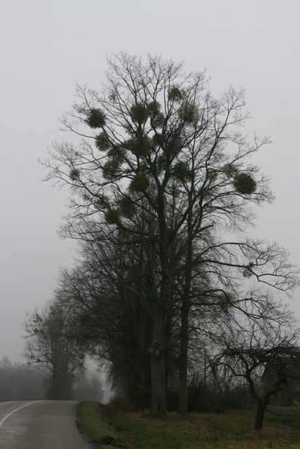 Suht palju on Leedus selliseid puid :)