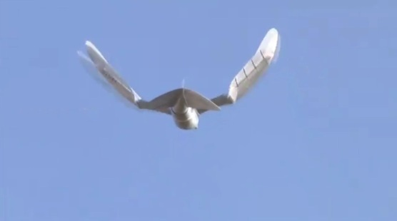Raadioteel juhitav lind