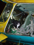 Korsaar kondas mööda lennukeid - tõeline lennuklubi kass!