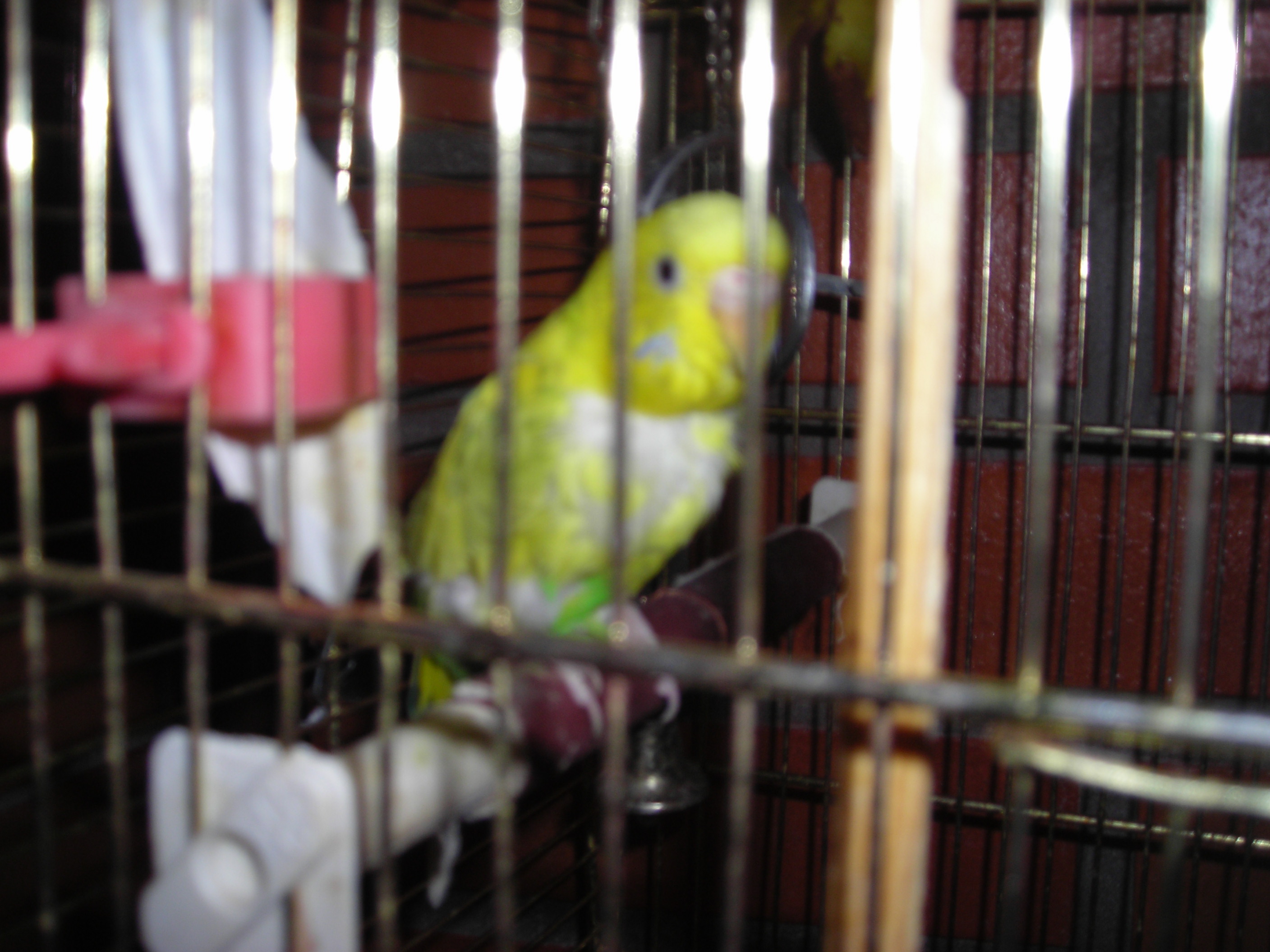 Naistepäeva album on kuidagi linnu- ja loomateemaline milllegipärast.