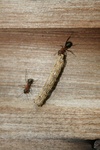 Küll sipelgad on ikka tragid
