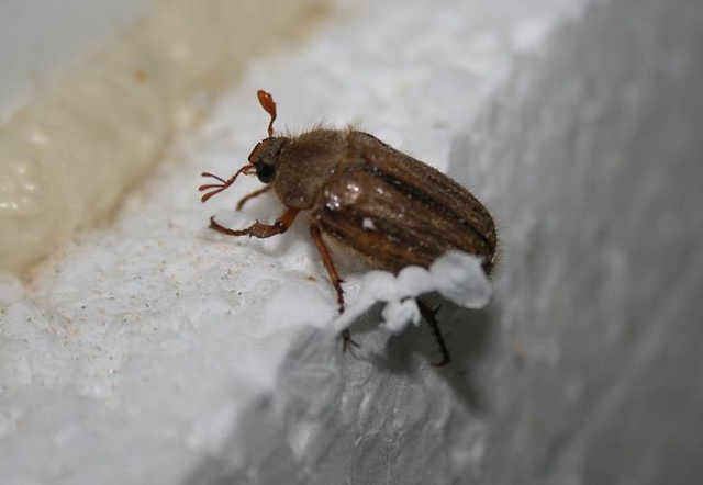 Nende tööd inspekteeris selline putukas