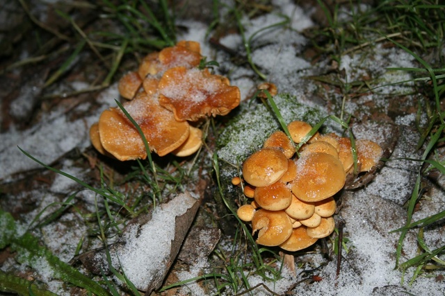 Seened detsembrikuul