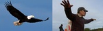 Lendav kotkas - Matti näitab lennuasendit