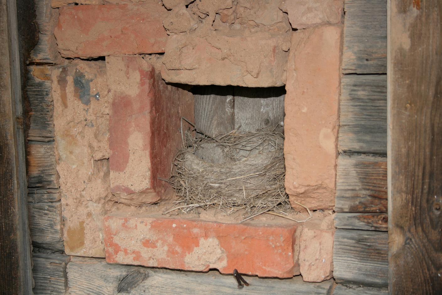 Sauna taga on linnukese pesa