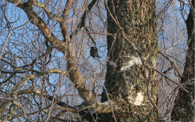 Väike rähn toksis agaralt kaske