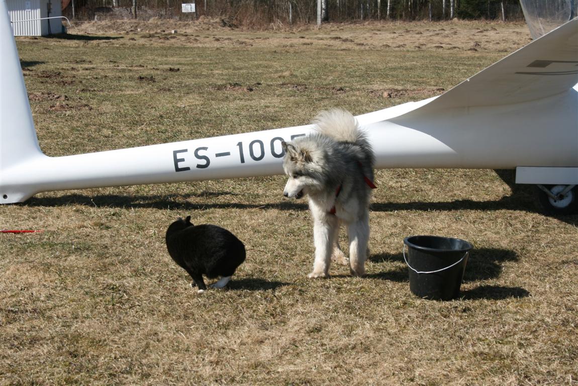 Korsaar ja Tsaffi suhtlesid aktiivselt :)