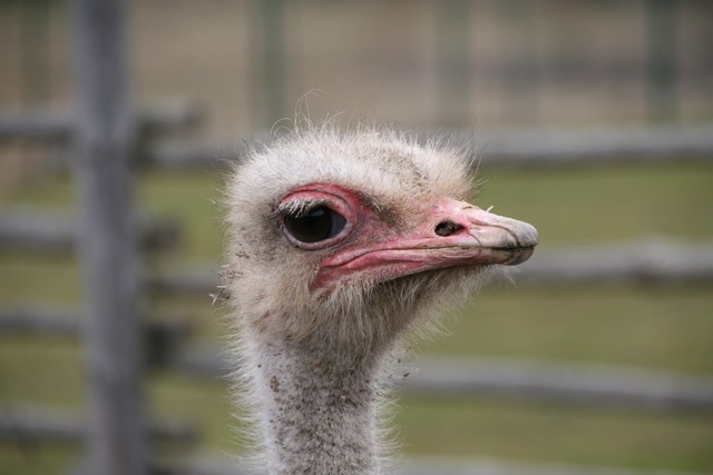 Suured silmad, väike aju :)