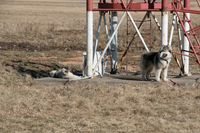 Huskyd nautisid kevadilma