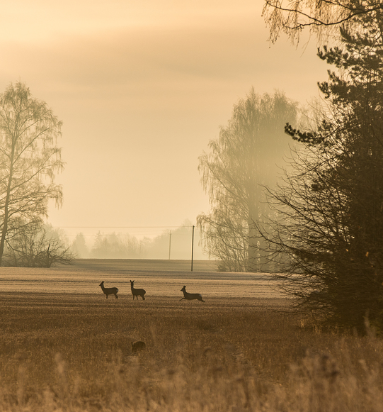 jänes all keskel lisaks kitsedele