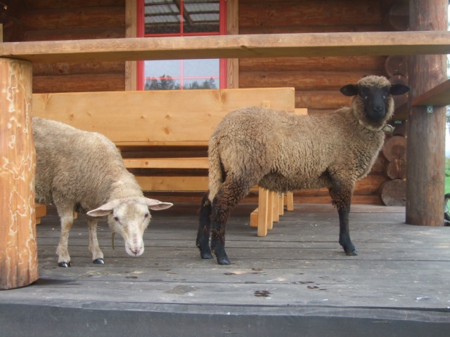 Lammas all paremas nurgas