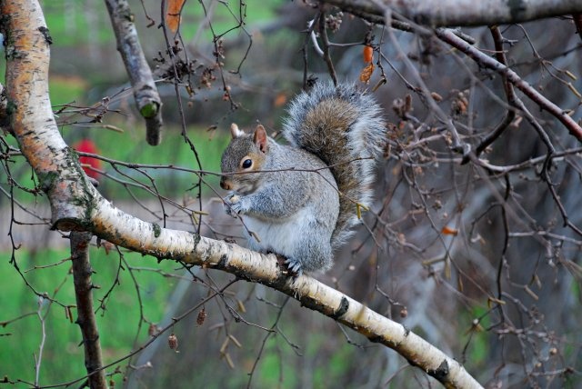 Hyde Park'i orav